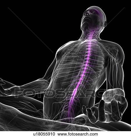 Male anatomy, artwork View Large Illustration Clipart - Male anatomy, artwork. Fotosearch