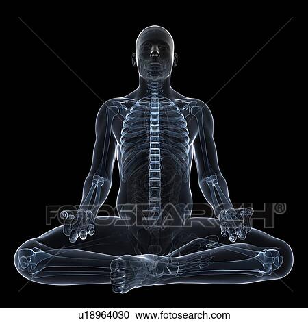 Male anatomy, artwork View Large Illustration Clipart - Male anatomy, artwork. Fotosearch