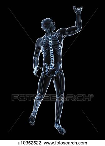 Male anatomy, artwork View Large Illustration Drawing - Male anatomy, artwork. Fotosearch