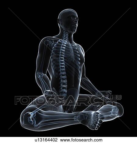 Drawing - Male anatomy, artwork. Fotosearch
