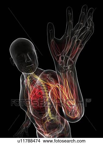 Male anatomy, artwork View Large Illustration Stock Illustration - Male anatomy, artwork. Fotosearch
