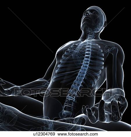 Male anatomy, artwork View Large Illustration Stock Illustration - Male anatomy, artwork. Fotosearch