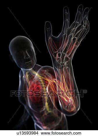 Stock Illustration - Male anatomy, artwork. Fotosearch