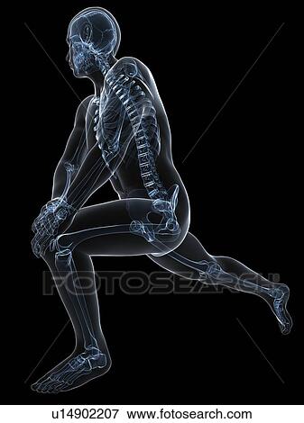 Male anatomy, artwork View Large Illustration Stock Illustration - Male anatomy, artwork. Fotosearch