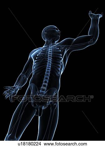 Stock Illustration - Male anatomy, artwork. Fotosearch