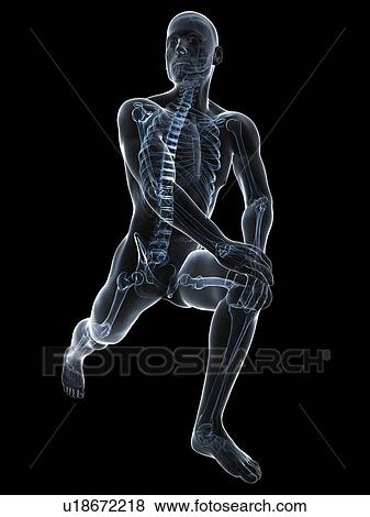 Male anatomy, artwork View Large Illustration Stock Illustration - Male anatomy, artwork. Fotosearch