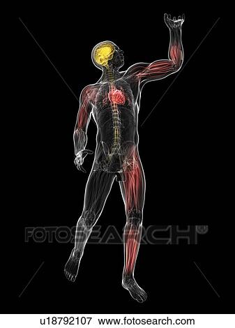 Male anatomy, artwork View Large Illustration Stock Illustration - Male anatomy, artwork. Fotosearch