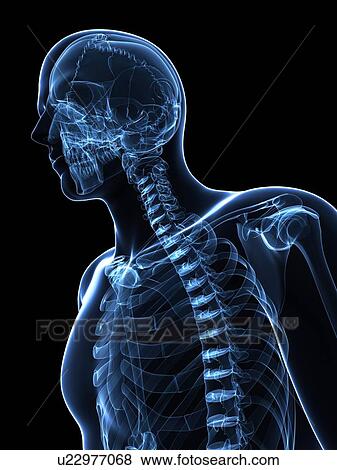 Male anatomy, artwork View Large Illustration Stock Illustration - Male anatomy, artwork. Fotosearch