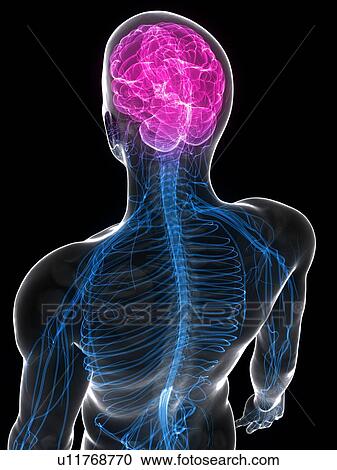 Clipart - Male brain, artwork. Fotosearch