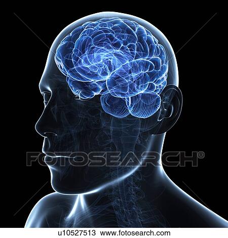Male brain, artwork View Large Illustration Drawing - Male brain, artwork. Fotosearch