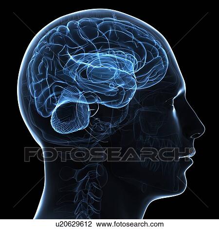 Drawing - Male brain, artwork. Fotosearch