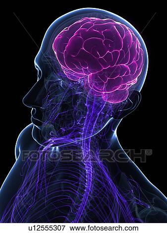 Male brain, artwork View Large Illustration Stock Illustration - Male brain, artwork. Fotosearch
