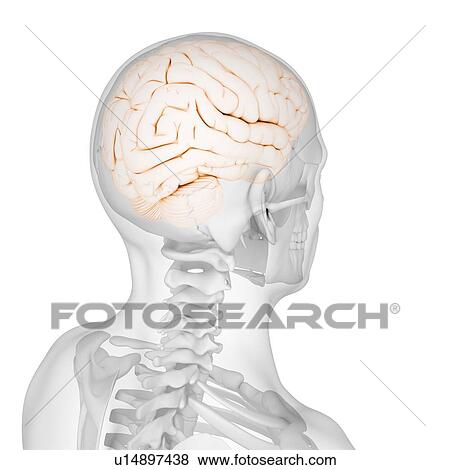 Male brain, artwork View Large Illustration Stock Illustration - Male brain, artwork. Fotosearch