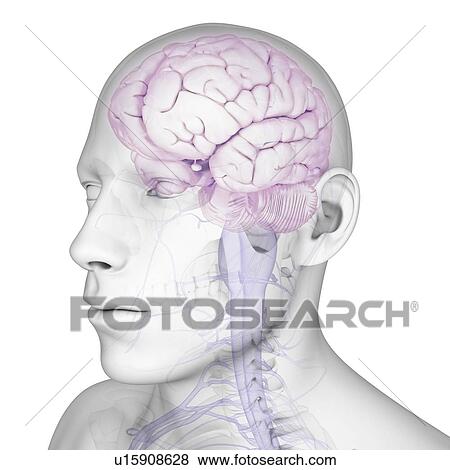 Stock Illustration - Male brain, artwork. Fotosearch