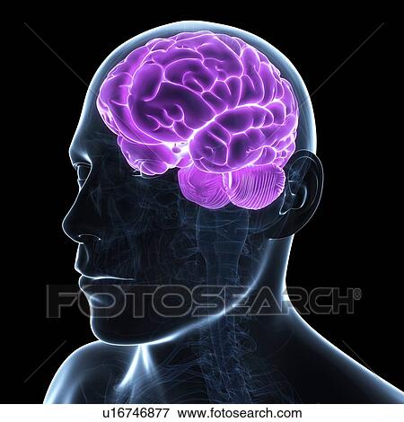 Stock Illustration - Male brain, artwork. Fotosearch