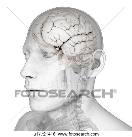 Male brain, artwork View Large Illustration Stock Illustration - Male brain, artwork. Fotosearch
