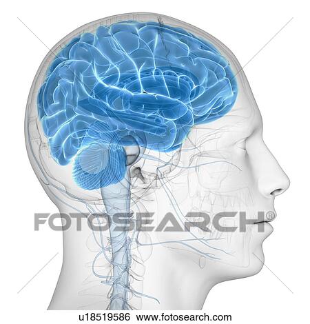 Stock Illustration - Male brain, artwork. Fotosearch