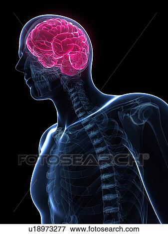 Male brain, artwork View Large Illustration Stock Illustration - Male brain, artwork. Fotosearch