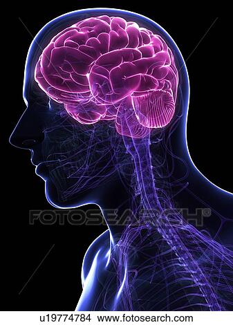 Male brain, artwork View Large Illustration Stock Illustration - Male brain, artwork. Fotosearch