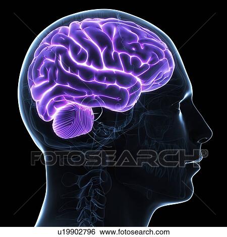 Stock Illustration - Male brain, artwork. Fotosearch