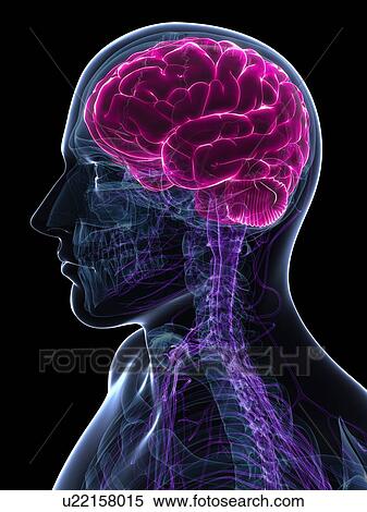 Male brain, artwork View Large Illustration Stock Illustration - Male brain, artwork. Fotosearch