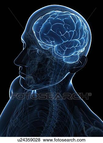 Stock Illustration - Male brain, artwork. Fotosearch