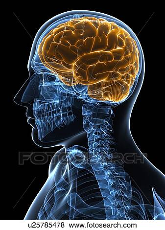 Male brain, artwork View Large Illustration Stock Illustration - Male brain, artwork. Fotosearch