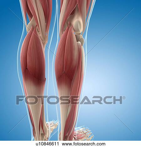 Clip Art - Male musculature, artwork. Fotosearch