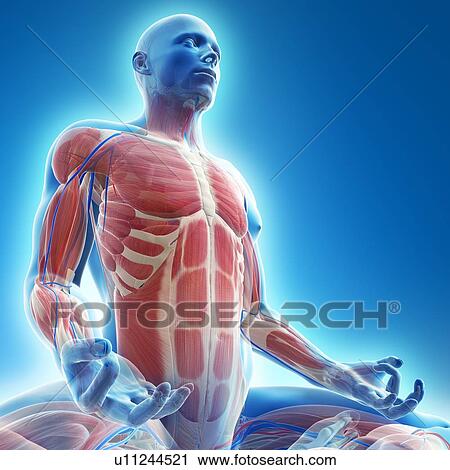 Male musculature, artwork View Large Illustration Clip Art - Male musculature, artwork. Fotosearch
