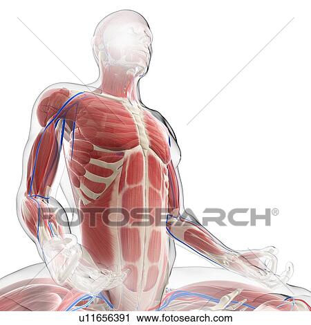 Clip Art - Male musculature, artwork. Fotosearch