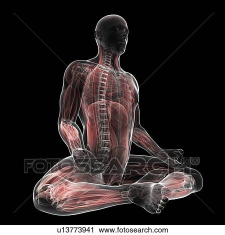 Male musculature, artwork View Large Illustration Clip Art - Male musculature, artwork. Fotosearch