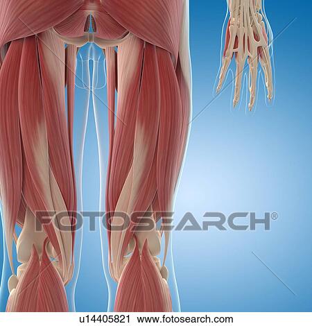 Clip Art - Male musculature, artwork. Fotosearch