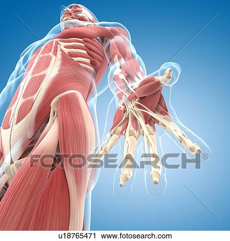 Male musculature, artwork View Large Illustration Clip Art - Male musculature, artwork. Fotosearch