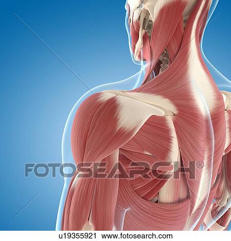 Clip Art - Male musculature, artwork. Fotosearch