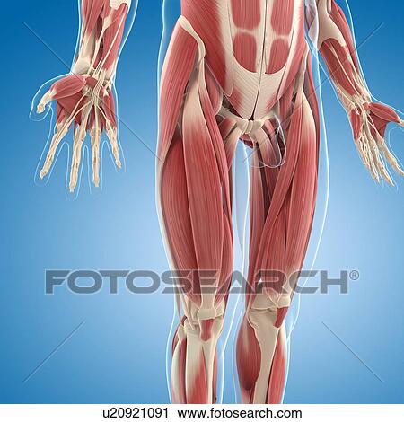 Clip Art - Male musculature, artwork. Fotosearch