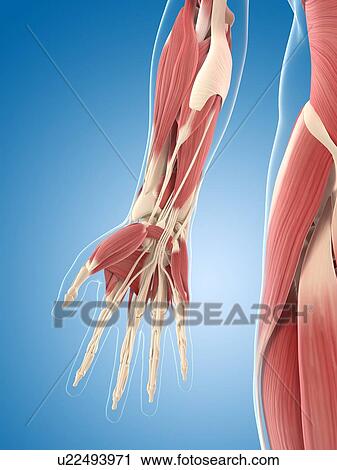 Clip Art - Male musculature, artwork. Fotosearch