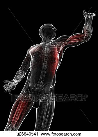 Clip Art - Male musculature, artwork. Fotosearch