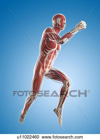 Clipart - Male musculature, artwork. Fotosearch