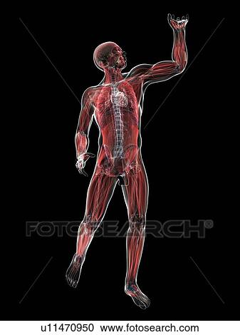 Male musculature, artwork View Large Illustration Clipart - Male musculature, artwork. Fotosearch