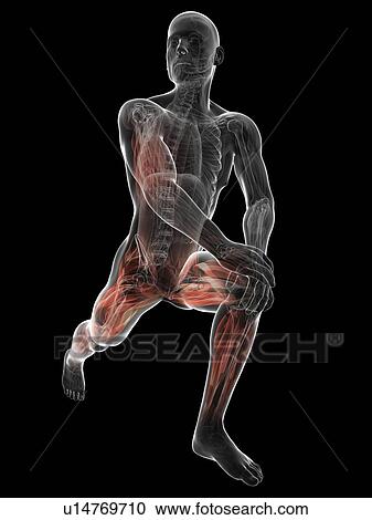 Male musculature, artwork View Large Illustration Clipart - Male musculature, artwork. Fotosearch