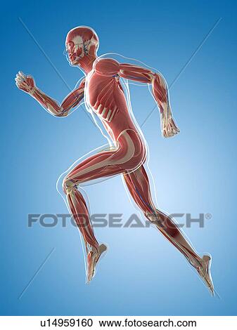 Male musculature, artwork View Large Illustration Clipart - Male musculature, artwork. Fotosearch