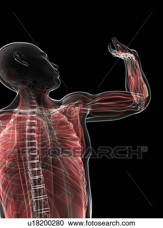 Clipart - Male musculature, artwork. Fotosearch