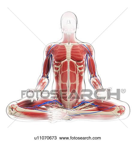 Male musculature, artwork View Large Illustration Drawing - Male musculature, artwork. Fotosearch