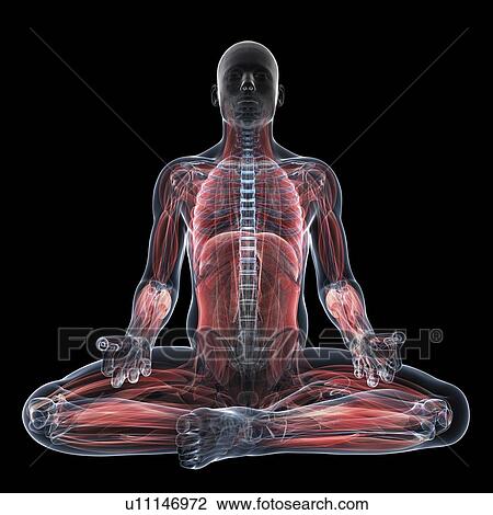 Male musculature, artwork View Large Illustration Drawing - Male musculature, artwork. Fotosearch
