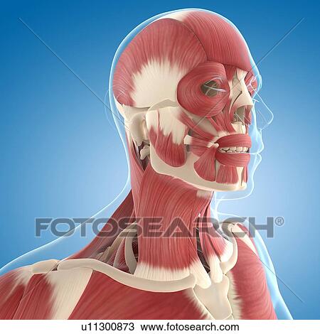 Drawing - Male musculature, artwork. Fotosearch