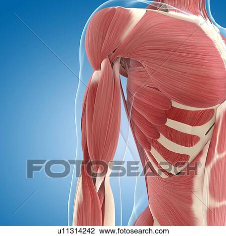 Drawing - Male musculature, artwork. Fotosearch