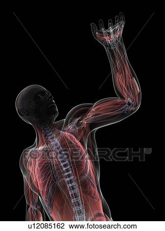 Male musculature, artwork View Large Illustration Drawing - Male musculature, artwork. Fotosearch