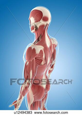Male musculature, artwork View Large Illustration Drawing - Male musculature, artwork. Fotosearch