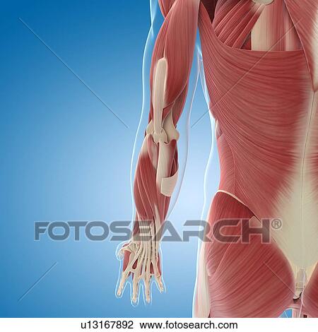 Male musculature, artwork View Large Illustration Drawing - Male musculature, artwork. Fotosearch