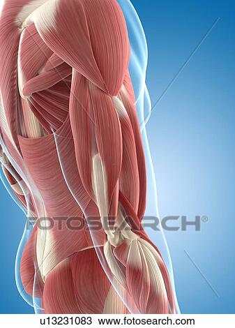 Drawing - Male musculature, artwork. Fotosearch